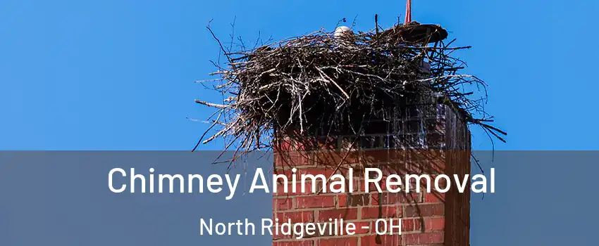  Chimney Animal Removal North Ridgeville - OH