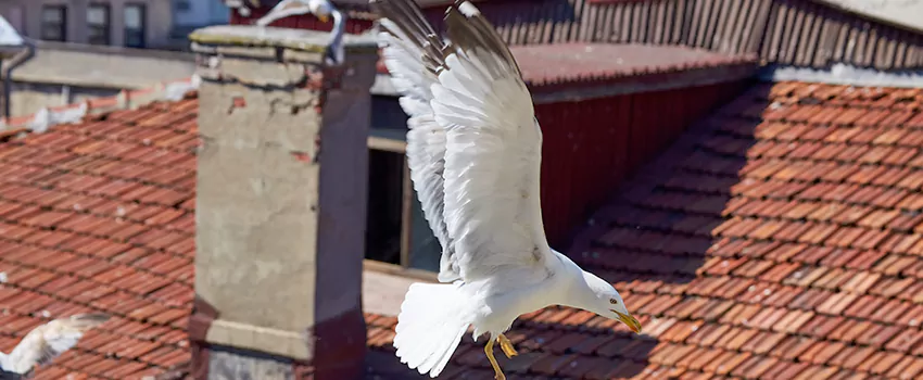 Residential Chimney Animal Removal Solution in North Ridgeville, OH